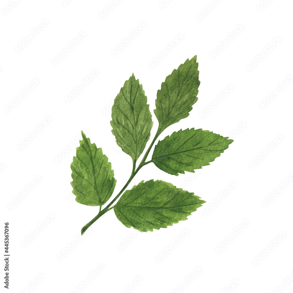 Green rose flower leaf simple watercolor illustration, hand drawn botanical floral image for greeting cards, wedding invitations, home decor, menu, banner Green rose flower leaf simple watercolor illustration, hand drawn botanical floral image for greeting cards, wedding invitations, home decor, menu, banner
