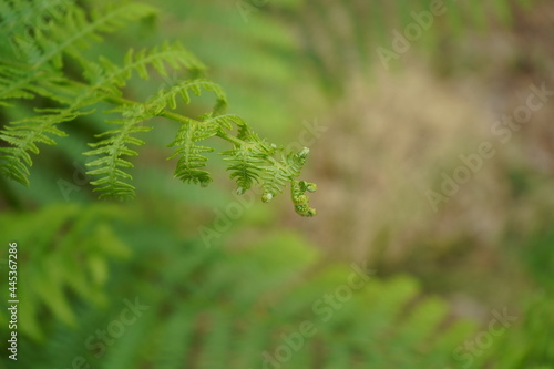 Foglia di felce Pteridophyta con nuovi getti a spirale photo