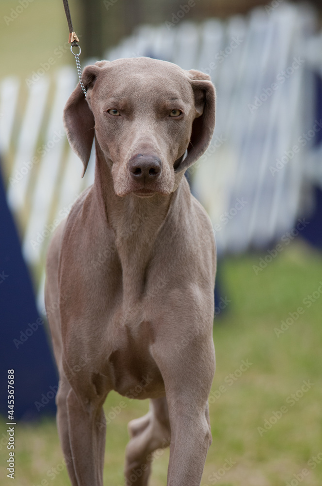 Weimaraner at a dog show in New York