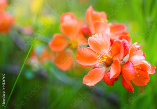 Tableau sur toile Blooming Japanese quince with bright flowers
