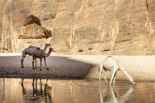 Camels from the Tubu (Toubou) nomads finding refreshment after a long ride through the Ennedi desert in the Guelta d'Archei - Chad photo