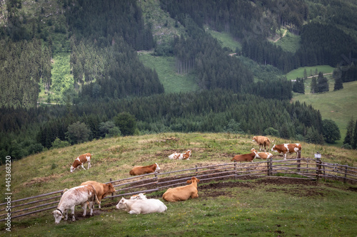 cows in alpine scenery on Tyrnau Alp near Fladnitz on the Teichalm, Styria, Austria photo