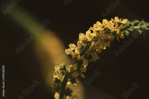 Agrimonia eupatoria, common agrimony. Yellow wildflowers close-up in sunlight on a black background outdoors. Yellow flower in a summer meadow. Yellow floral natural background.
