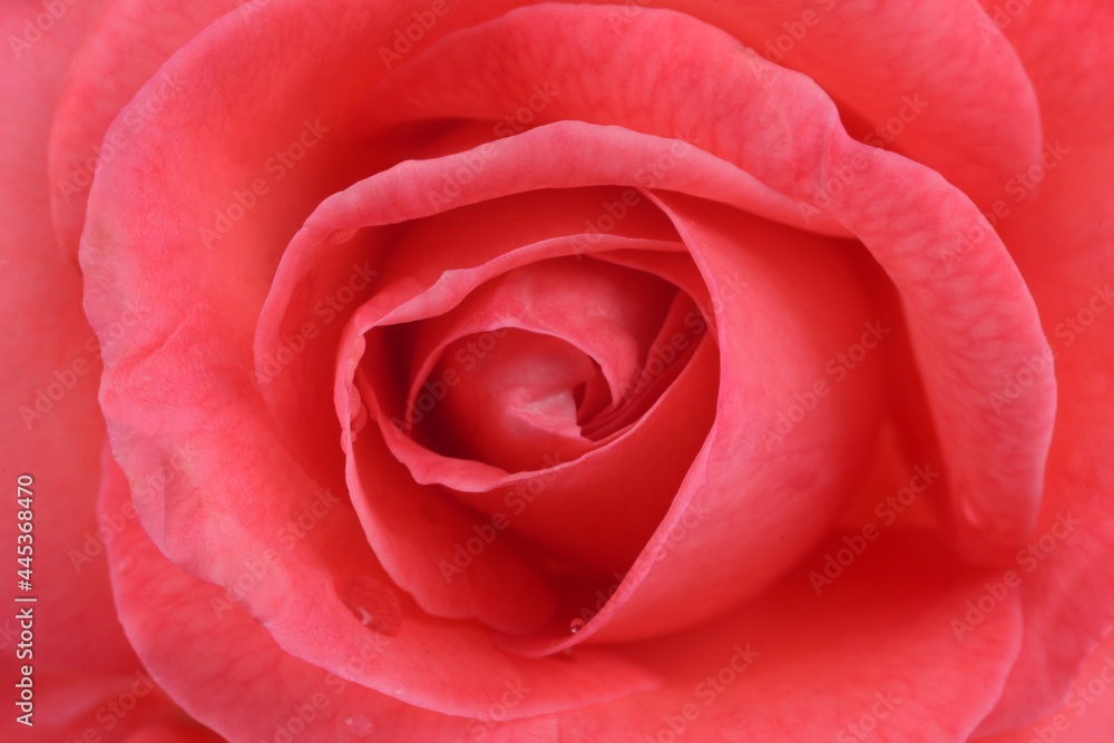 Rose rouge en gros plan Rose rouge en gros plan