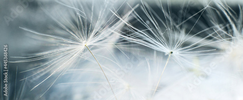 a drop of water on dandelion.dandelion seed on a blue abstract floral background with copy space close-up. banner.