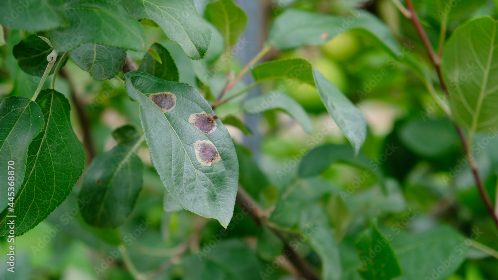 Apple tree branch with green leaves affected by a fungal disease rust. Deficiency or excess of