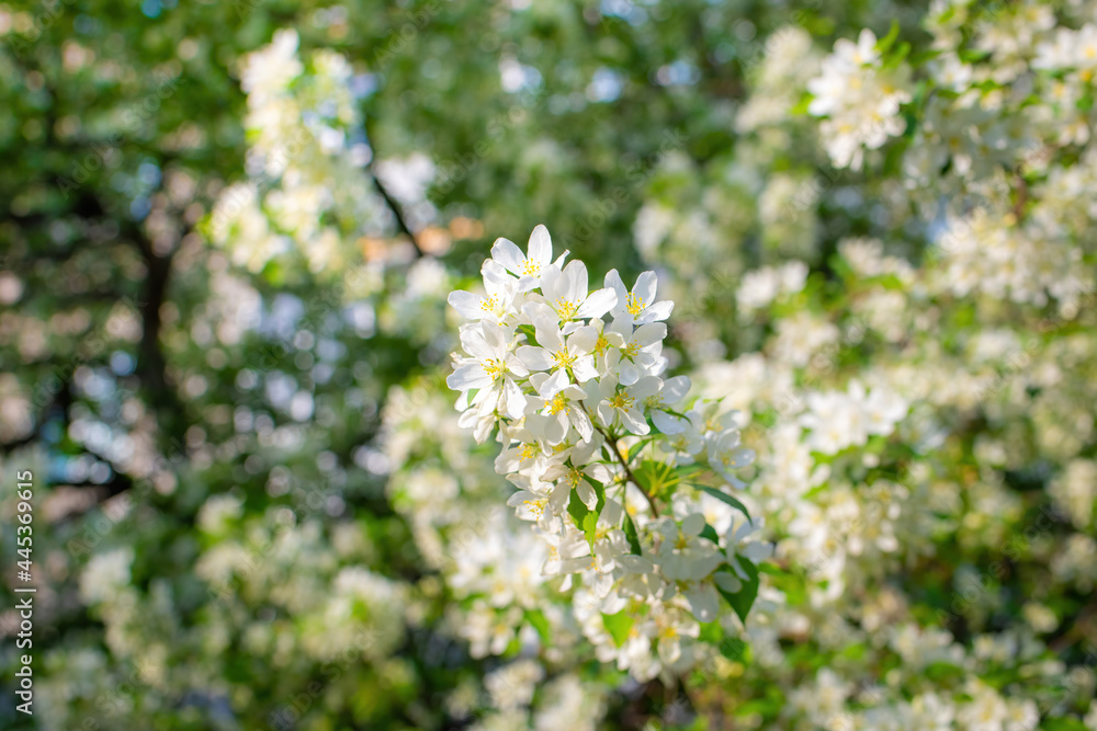 Branch of a blossoming apple tree Branch of a blossoming apple tree