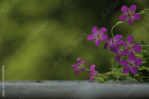 Bouquet of pink wildflowers on a wooden old surface on a green background outdoors. Geranium palustre, Marsh Crane's-bill. Pink geranium flowers on a wooden table on a sunny green background outdoors.