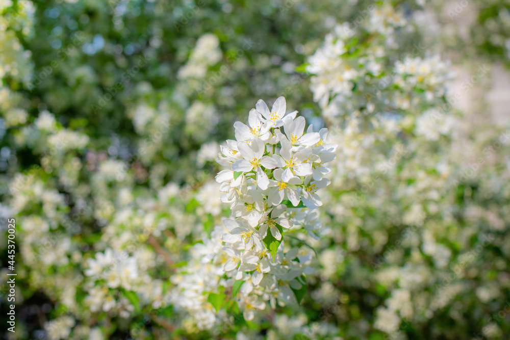 Fototapeta premium Branch of a blossoming apple tree