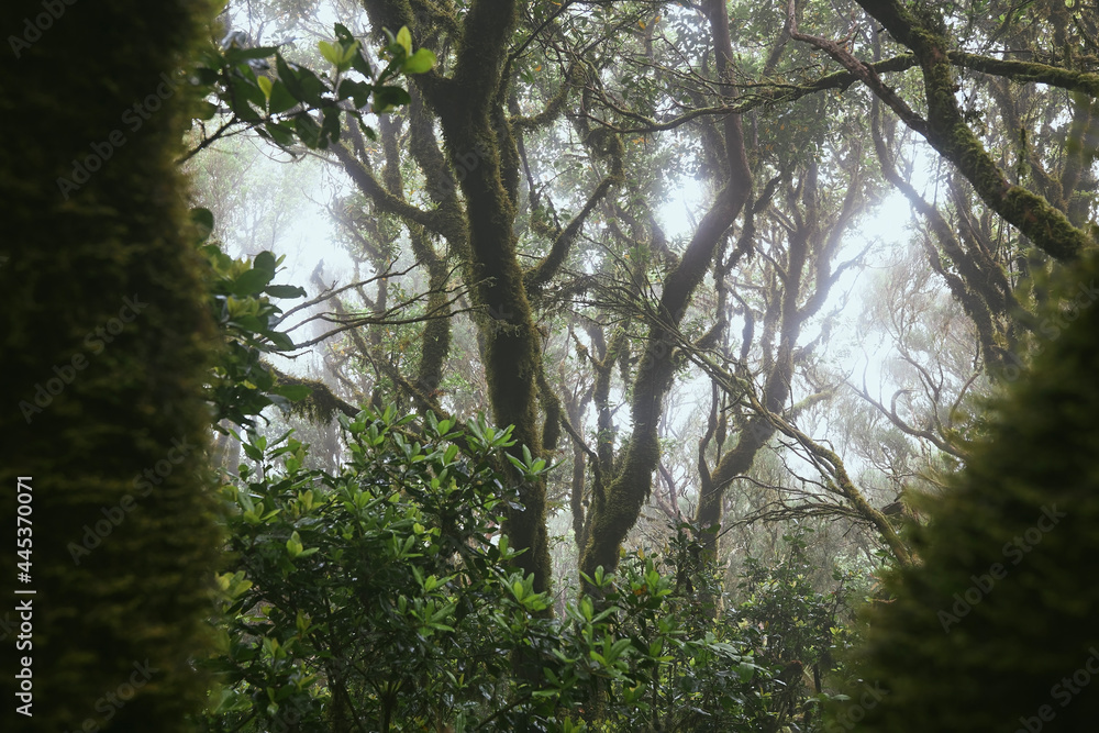 Naklejka premium Trees in mysterious foggy forest. Anaga national park in Tenerife, Spain.