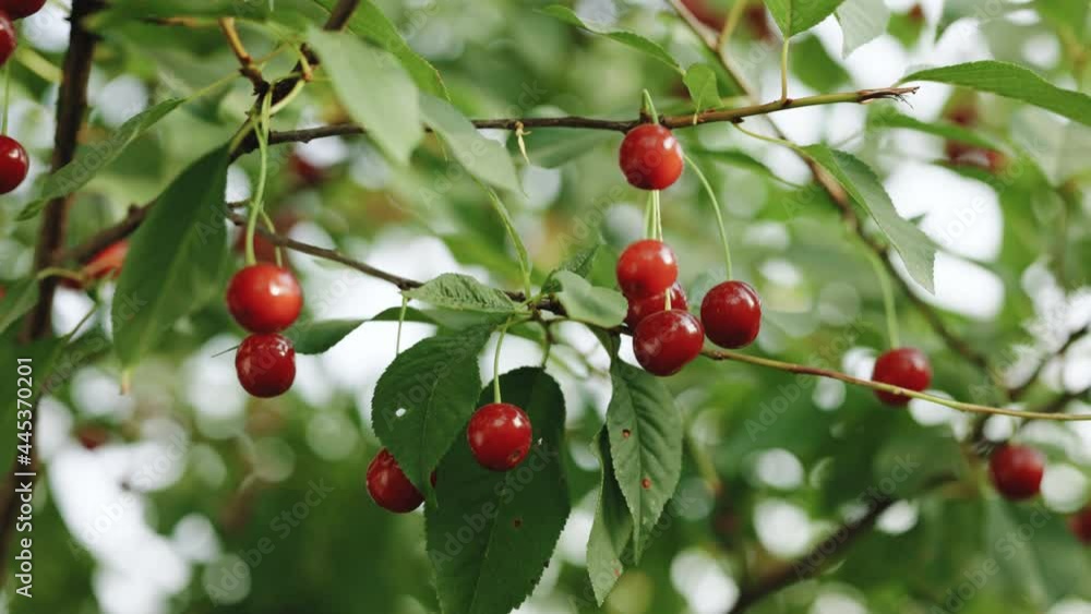 Juicy red cherries on the cherry tree branch on the background of the clear blue sky. Ripe organic cherries picking. Red berries of cherry on tree Juicy red cherries on the cherry tree branch on the background of the clear blue sky. Ripe organic cherries picking. Red berries of cherry on tree