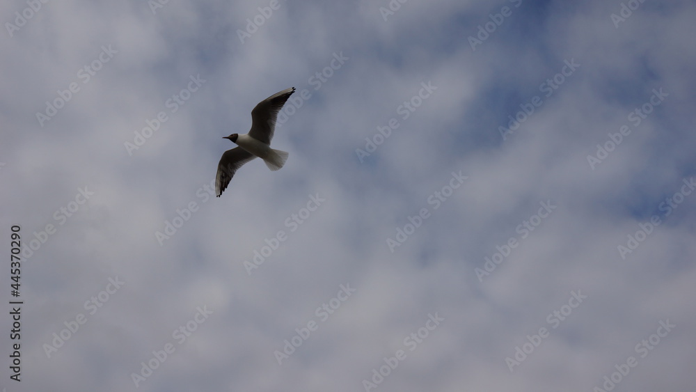 a seagull soaring in the sky with clouds