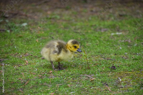 Cute small Canada goose baby exploring a park in Germany.