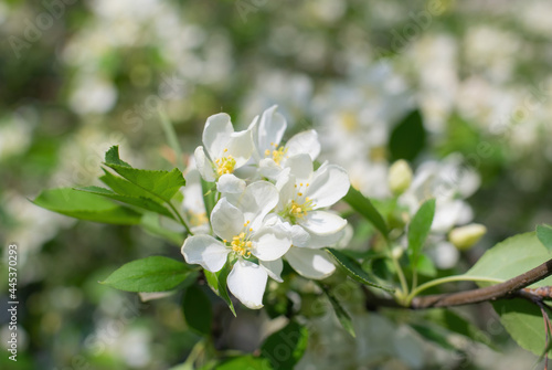 Branch of a blossoming apple tree © Grigoriy Lukyanov