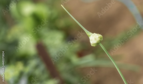 garlic arrow