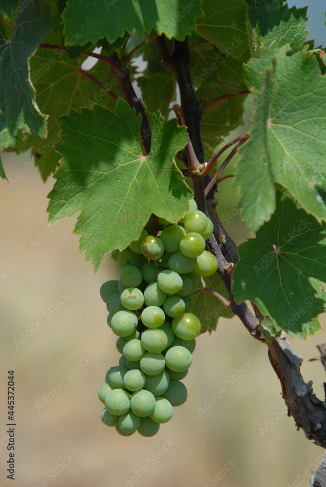 An image of large bunch of white wine grapes hang from an old vine at vineyard. Wine making. Harvesting. Closeup.