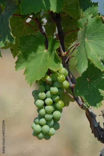 Wallpaper Mural An image of large bunch of white wine grapes hang from an old vine at vineyard. Wine making. Harvesting. Closeup. Torontodigital.ca