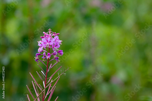 Summer natural backround: beautiful purple Ivan-tea flowers on a sunny green medow. Horizontal shot. Copy space
