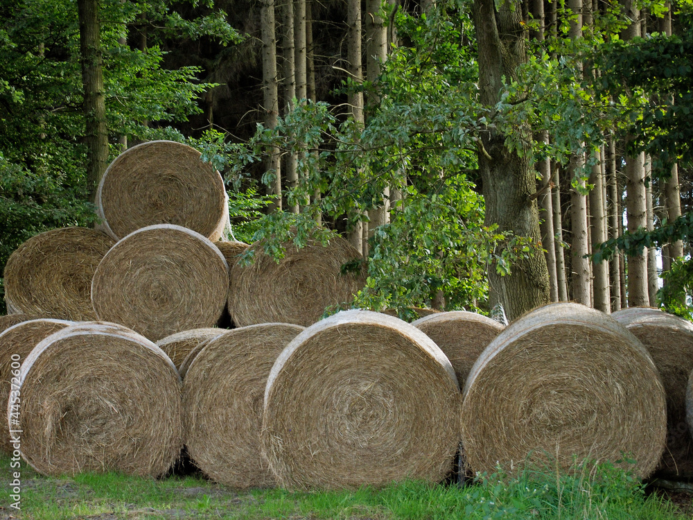 Rundballen am Waldrand