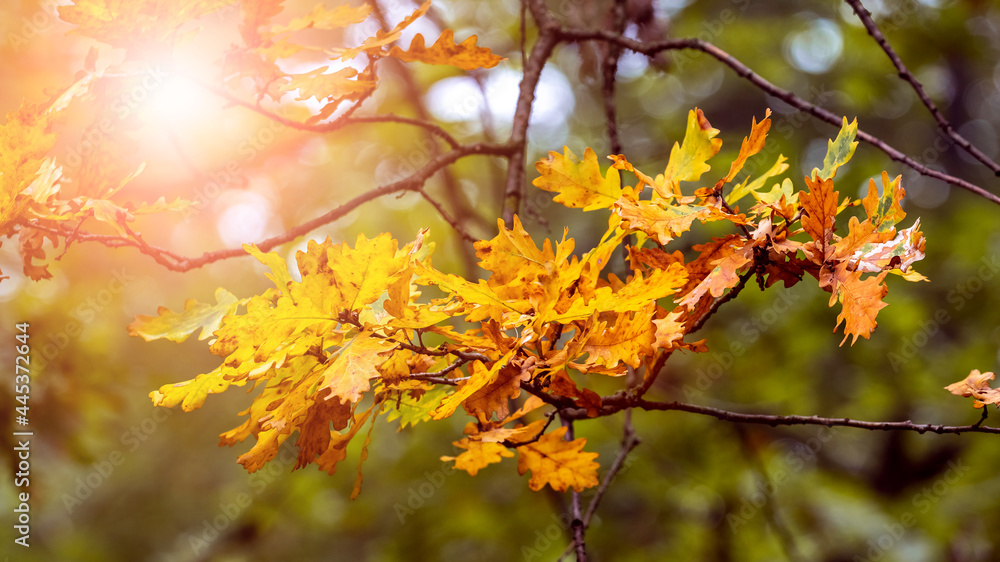 Obraz premium Oak branch with dry leaves in the autumn forest on a clear sunny day. Sunny autumn day in the forest