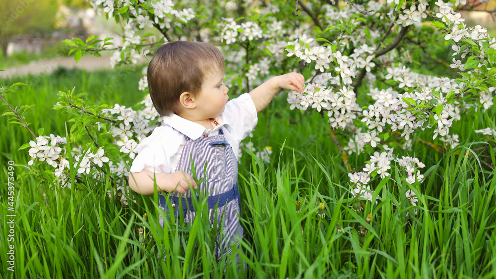 A cute child in a blue overalls and blue eyes plays funny in the tall green grass in a green blooming park A cute child in a blue overalls and blue eyes plays funny in the tall green grass in a green blooming park