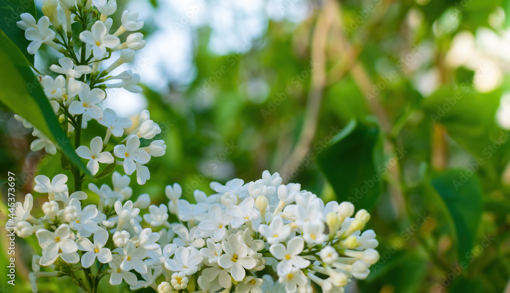 Branch of blossoming white lilac on a sunny day Branch of blossoming white lilac on a sunny day