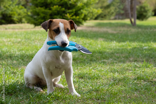 The dog is holding a pruner tool. Jack russell terrier holds gardener tools and is engaged in farming.