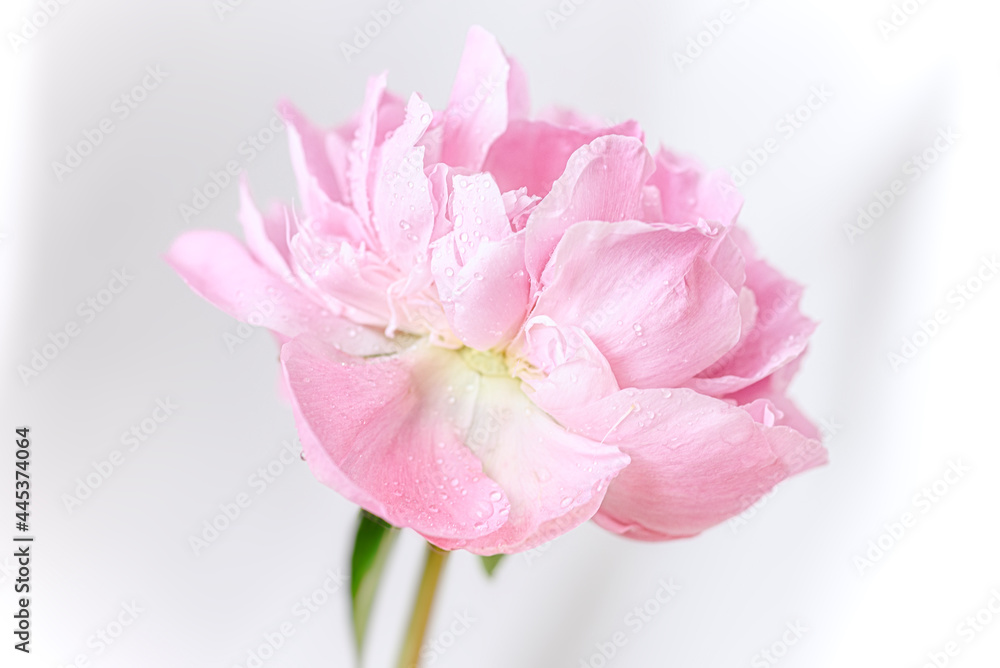 Pink peony bud on a light background. Selective focus image Pink peony bud on a light background. Selective focus image