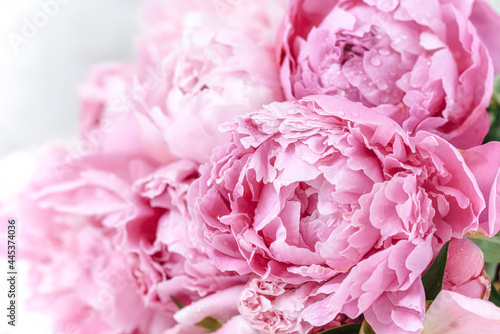 Fototapeta Naklejka Na Ścianę i Meble -  Beautiful pink flowers of peonies close-up. Selective focus image