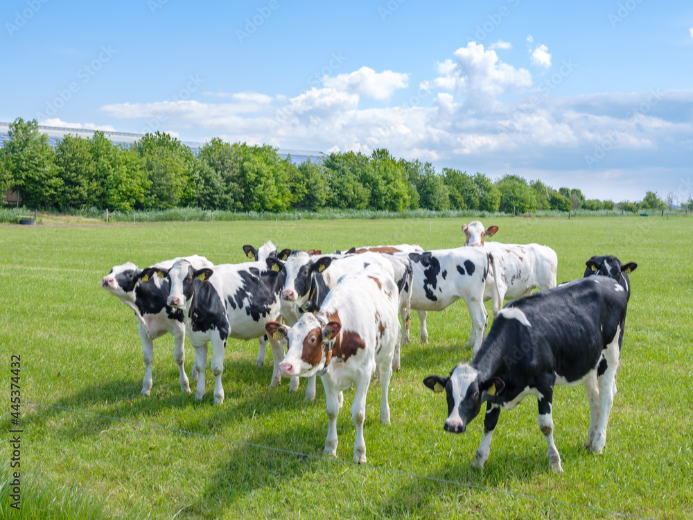 Cows in a field.  Flevoland Province, The Netherlands