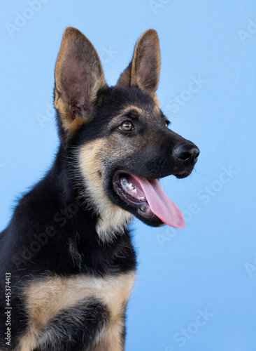 Funny German shepherd puppy with long ears on blue background