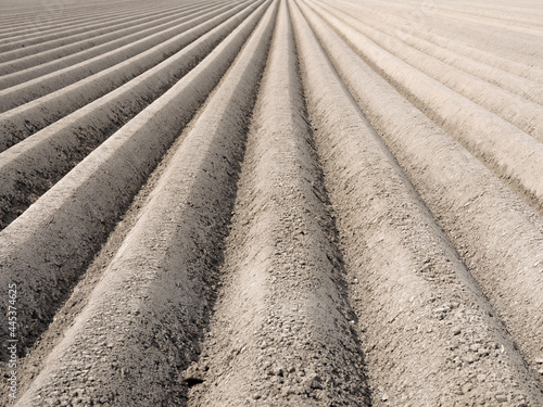 A milled field in Flevoland from which the new potatoes will be harvested later photo