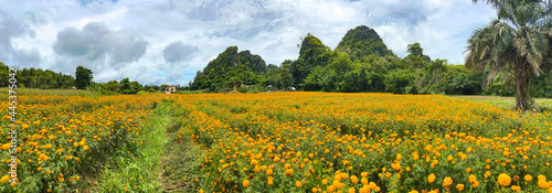Kanchanaburi flower fields in Thailand