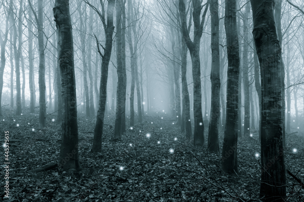 A fantasy concept. Of glowing ghostly lights floating in a foggy, winter forest. With a cold blue edit. A fantasy concept. Of glowing ghostly lights floating in a foggy, winter forest. With a cold blue edit.
