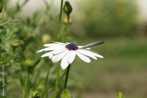 white flower in the morning