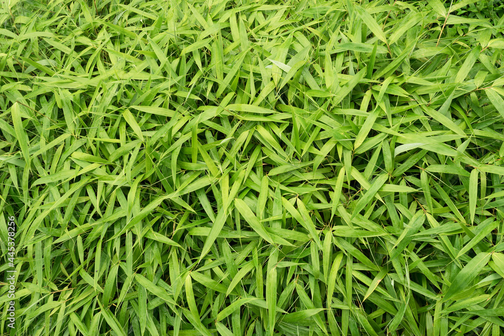 Background many wet bamboo plants as top view with water Background many wet bamboo plants as top view with water