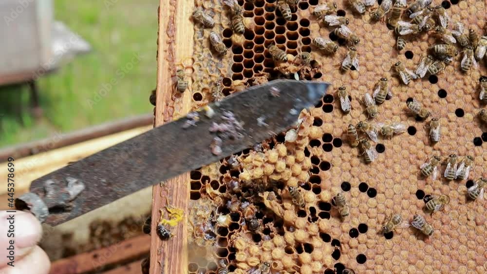 The beekeeper cuts off the male bee drone worm with a knife. Control of the number of drones in the hive. Beekeeping, secrets of bee breeding and honey extraction The beekeeper cuts off the male bee drone worm with a knife. Control of the number of drones in the hive. Beekeeping, secrets of bee breeding and honey extraction