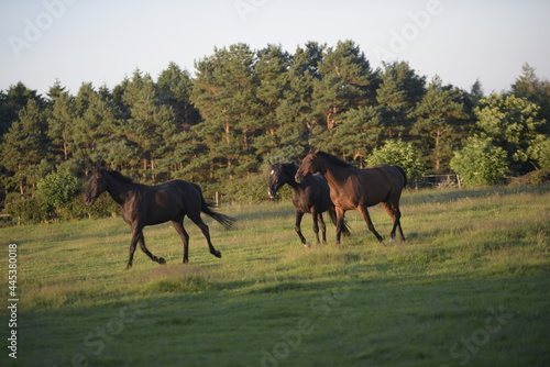 Horses trotting 