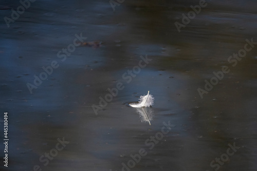 One small white feather floating on the calm pond water with reflection