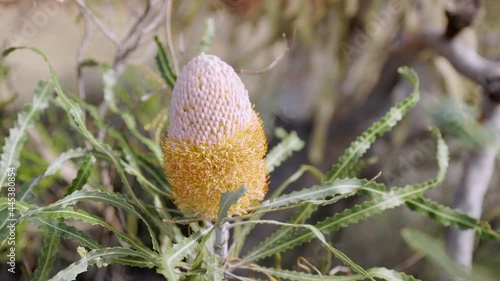 partially open acorn banksia at kalbarri national park in western australia photo