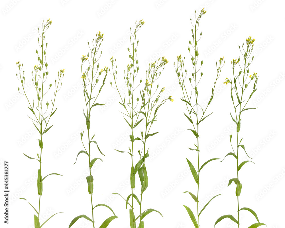 Camelina sativa, gold-of-pleasure, or false flax. Isolated on white background Camelina sativa, gold-of-pleasure, or false flax. Isolated on white background