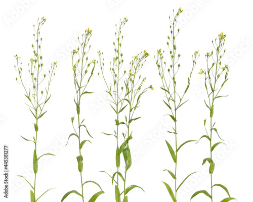 Konstfotografi Camelina sativa, gold-of-pleasure, or false flax