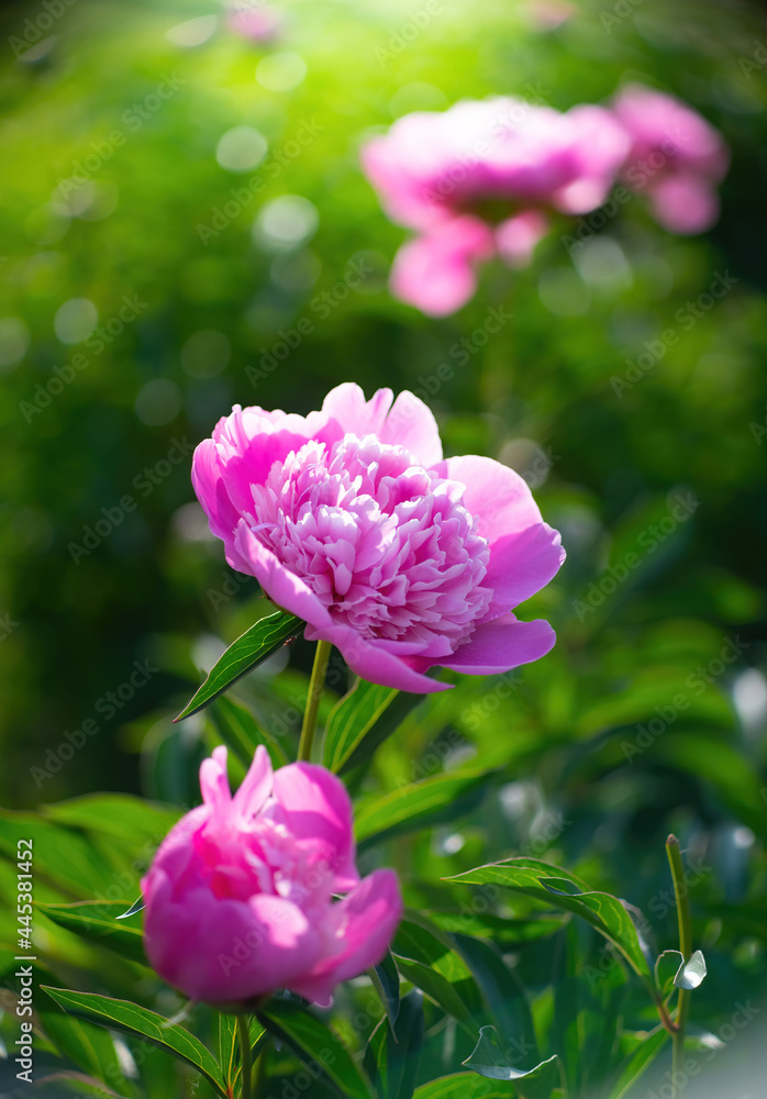 Pink peony flower close up Pink peony flower close up