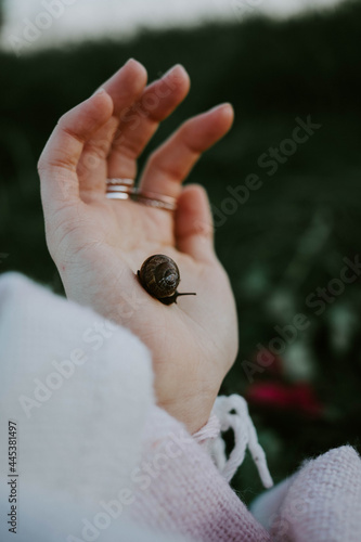 Snail in the palm