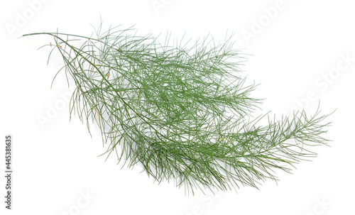 Asparagus officinalis or garden asparagus, folk name sparrow grass. Isolated on white background