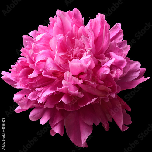 Pink pion flower close-up isolated