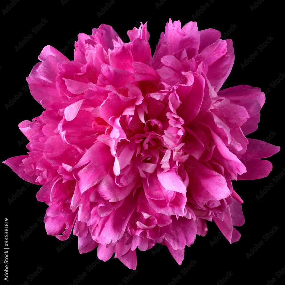 Pink pion flower close-up isolated