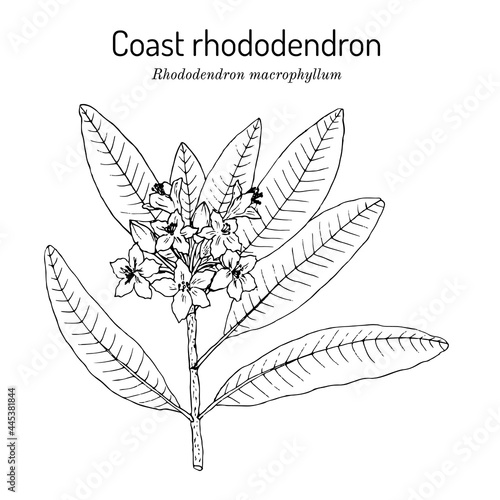 Coast rhododendron rhododendron macrophyllum , state flower of Washington