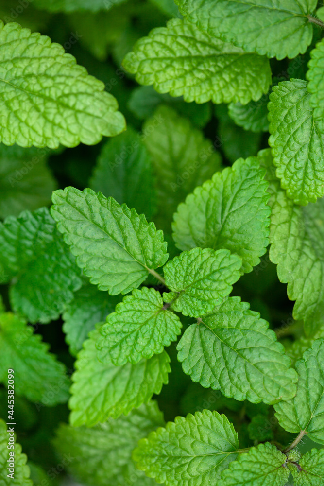 lemon balm (melissa) herb leaf closeup lemon balm (melissa) herb leaf closeup
