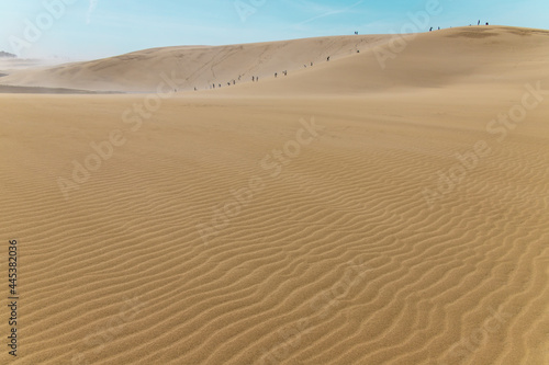 Beautiful landscape Tottori Sand Dunes (Tottori Sakyu), located near the city of Tottori in Tottori Prefecture, in sunny day with blue sky. There are beautiful ripple marks in image